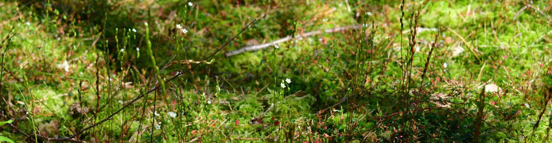 Moos © Landschafts-Förderverein Nuthe-Nieplitz- Niederung e.V./ Peter Koch
