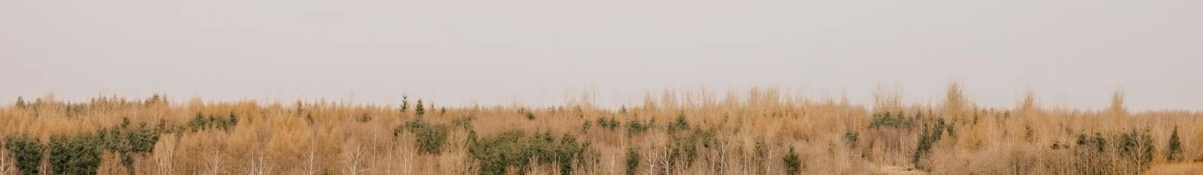Wald