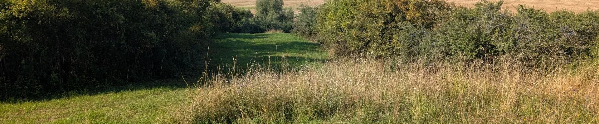 Mähwiese bei Gerolzhofen