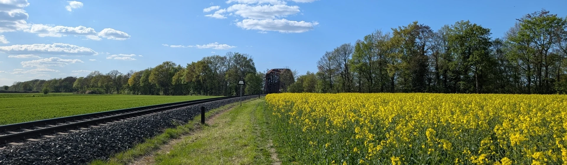 Rapsfeld an der Bahnlinie in Völkenrode