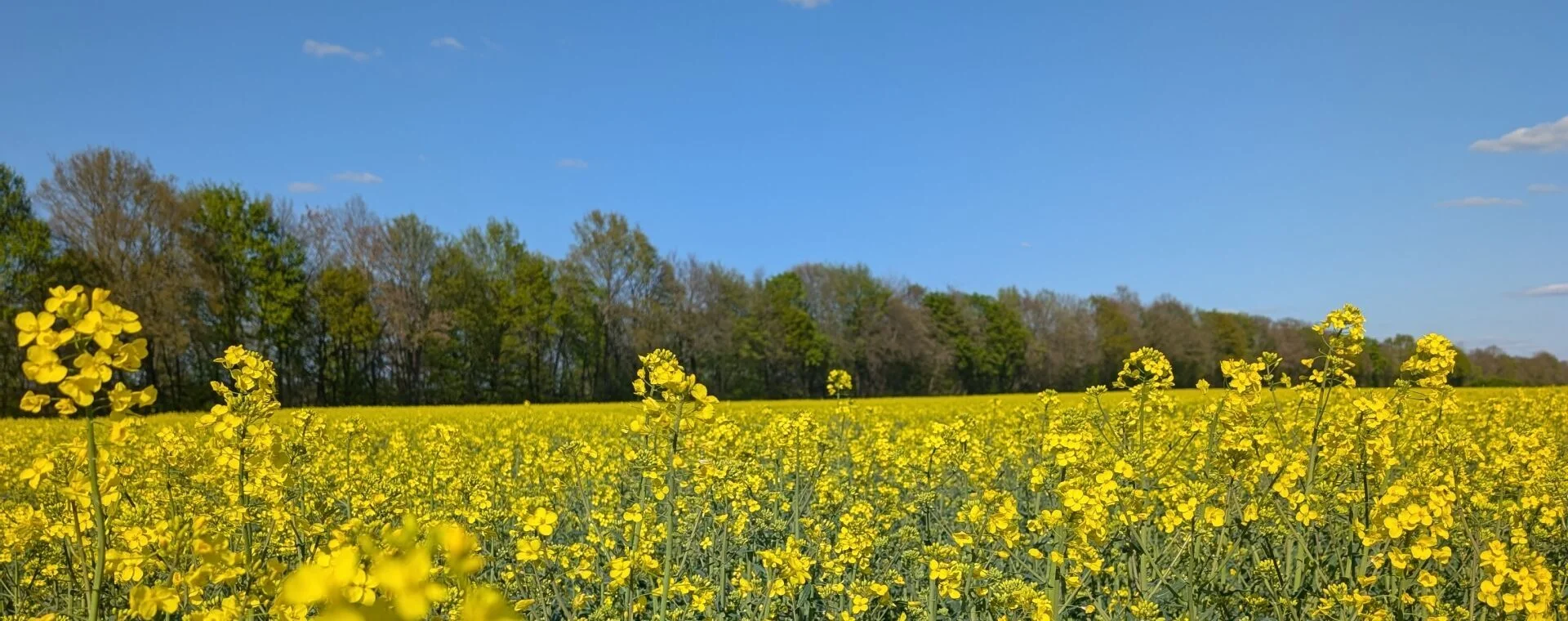 Gelb blühendes Rapsfeld