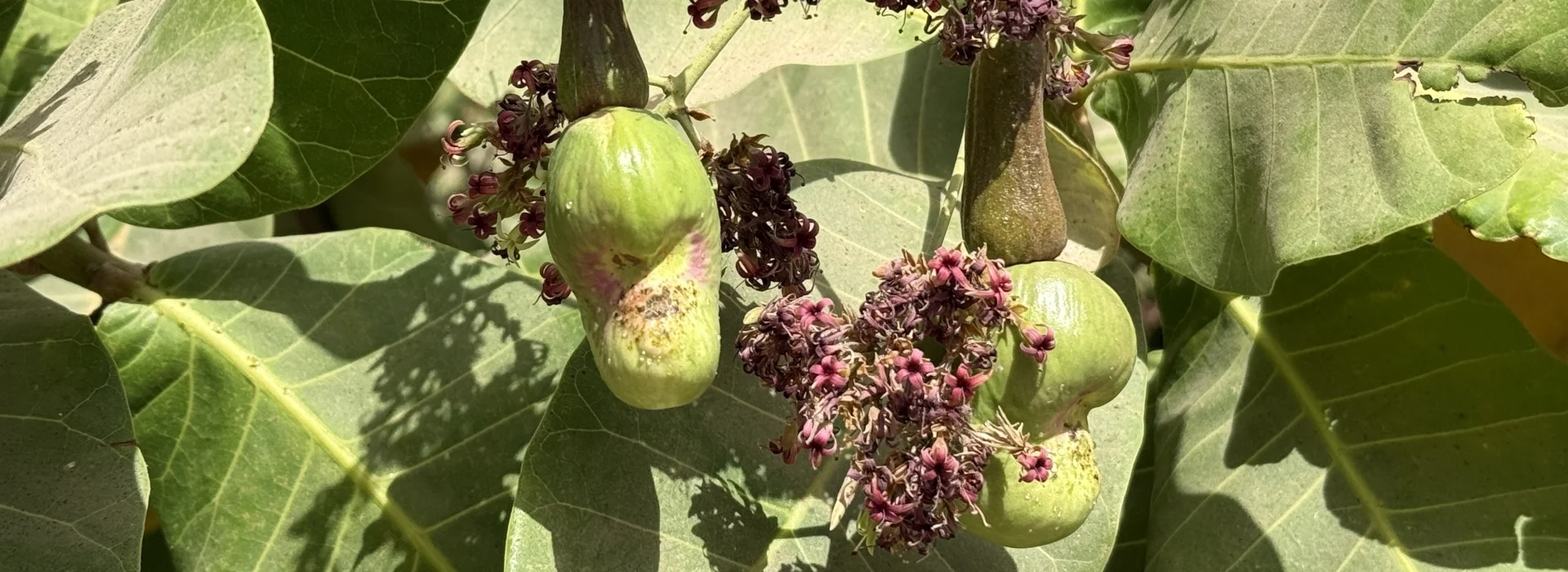 Cashew | zur Startseite