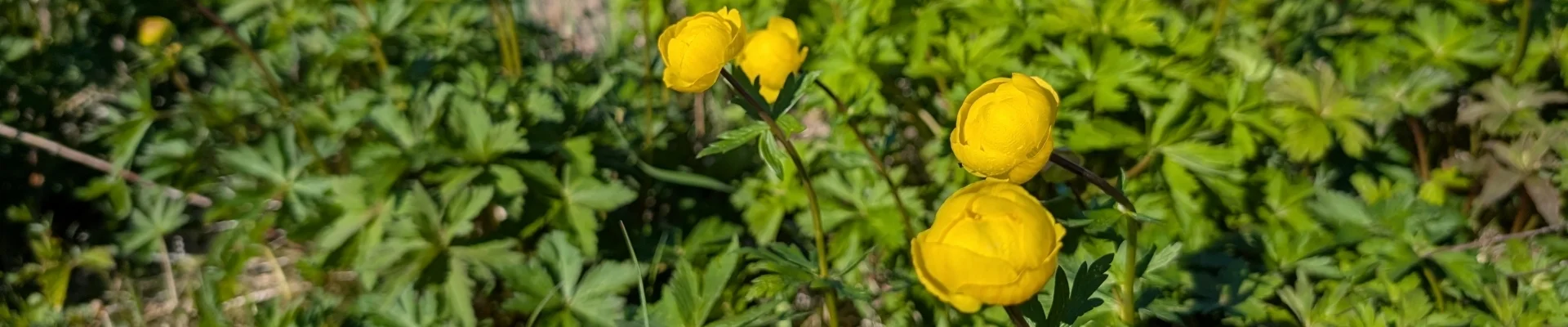 Trollblumen