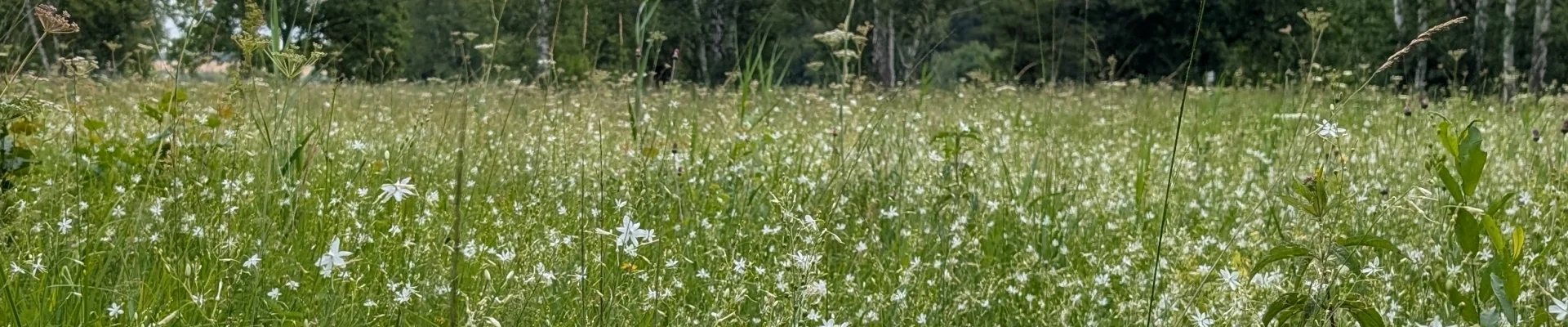 Ästige Graslilie (Foto: Vera Bellenhaus)