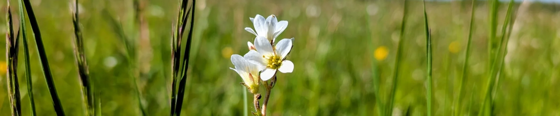 Knöllchen-Steinbrech (Foto: Vera Bellenhaus)