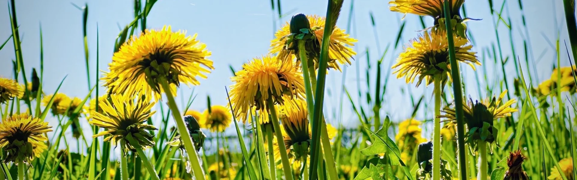 Löwenzahn- FRÜHLING! | zur Startseite