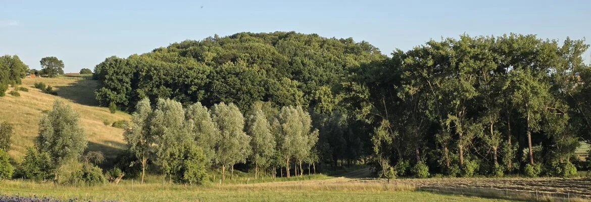 Bannerbild