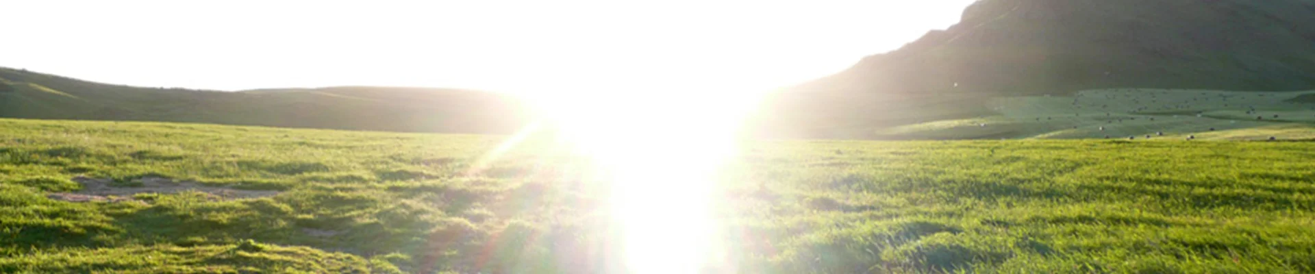 Bannerbild