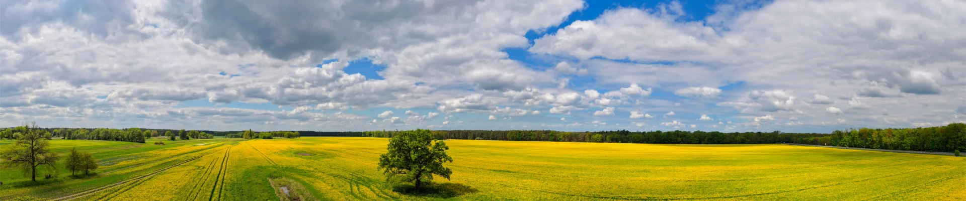 Bannerbild