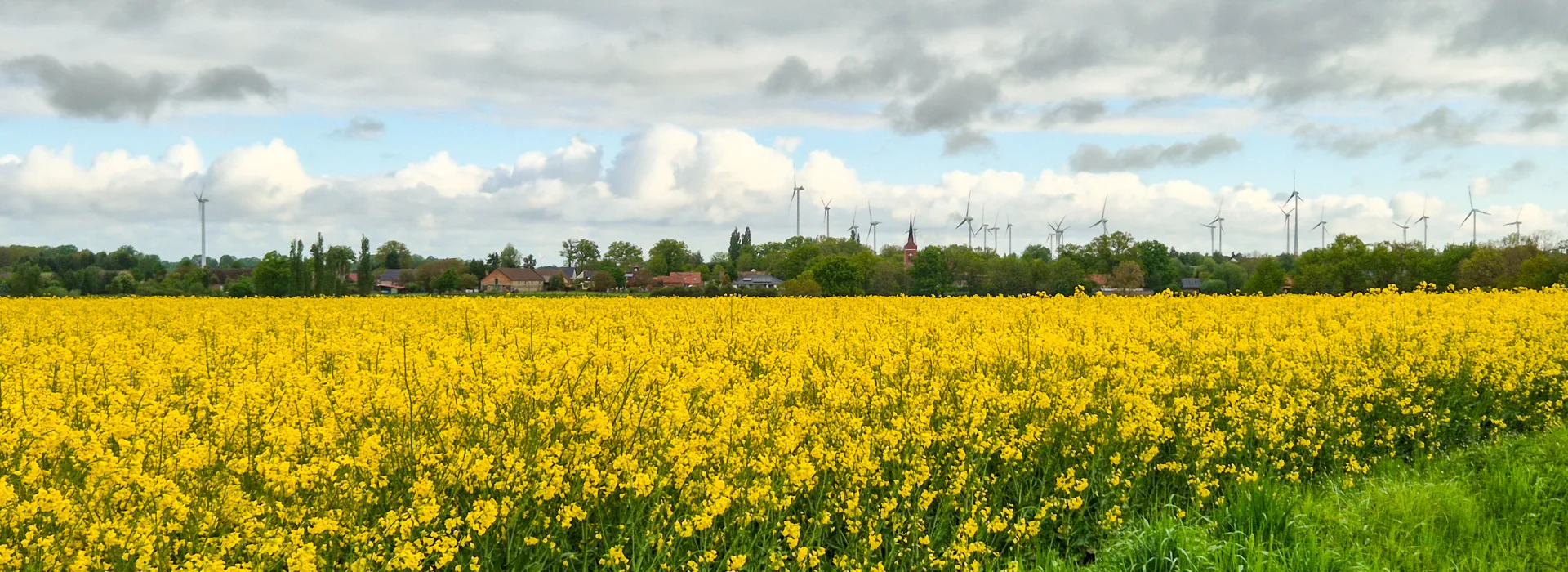 Blick über ein gelbes Rapsfeld auf die Silhouette von Falkenhagen mit Windrädern. Foto: Stadt Pritzwalk