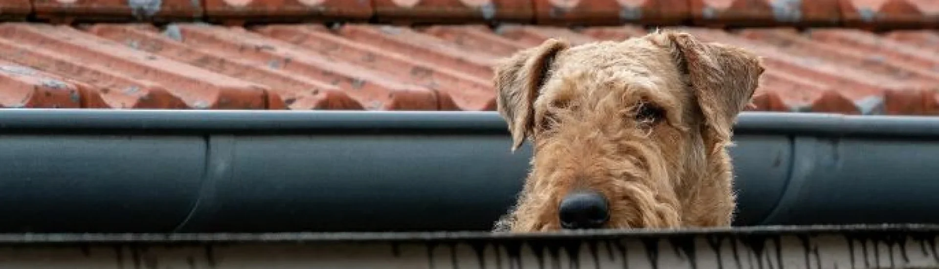 Bannerbild