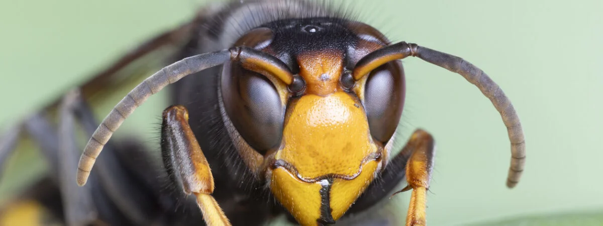 Vespa Velutina