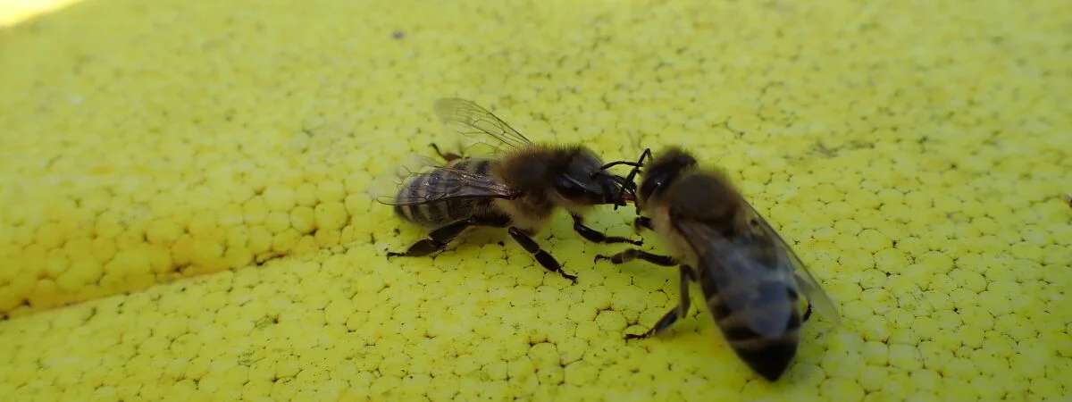 Honig Bienen
