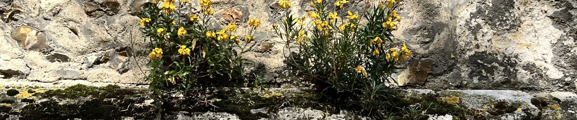 Mauerblumen
