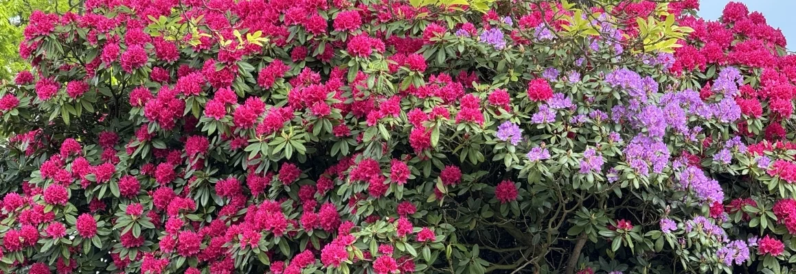 rhododendron | zur Startseite