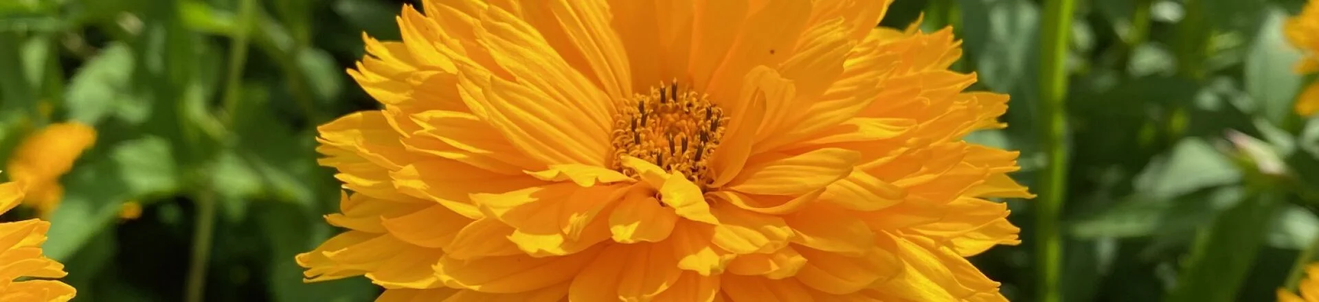 Bannerbild