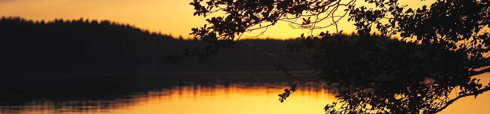 Bannerbild