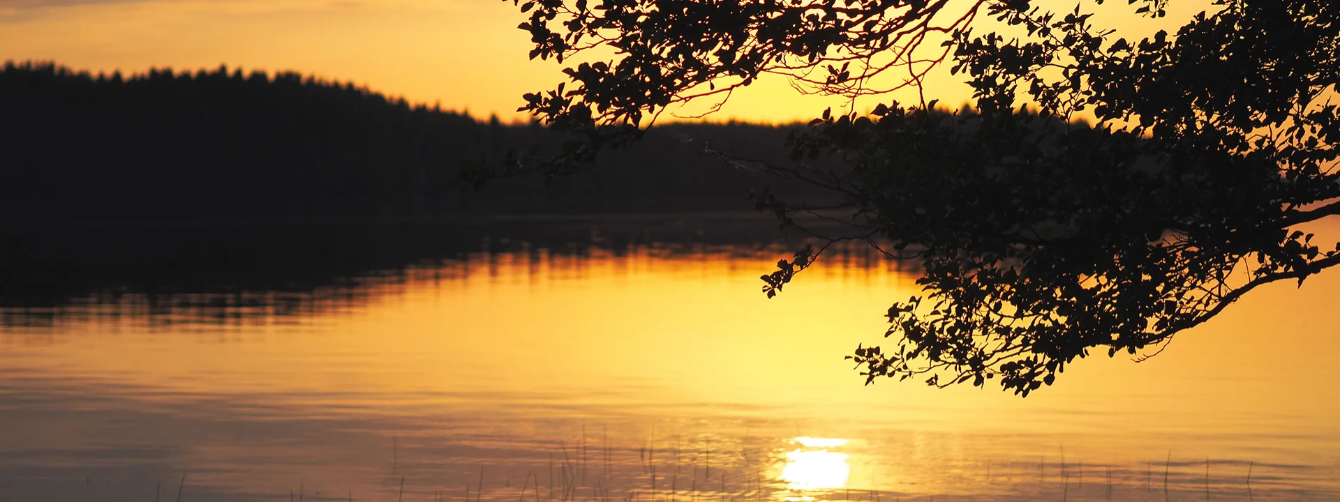 Bannerbild