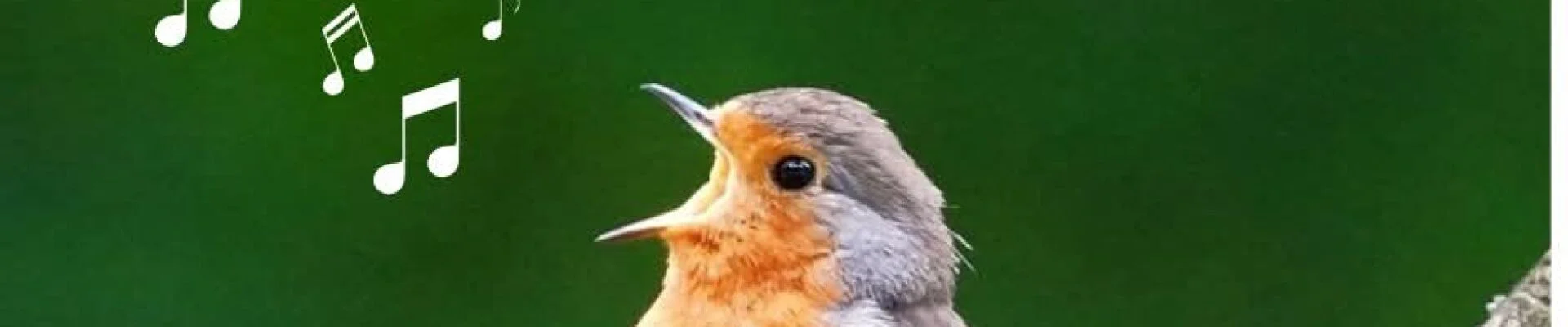 Bannerbild