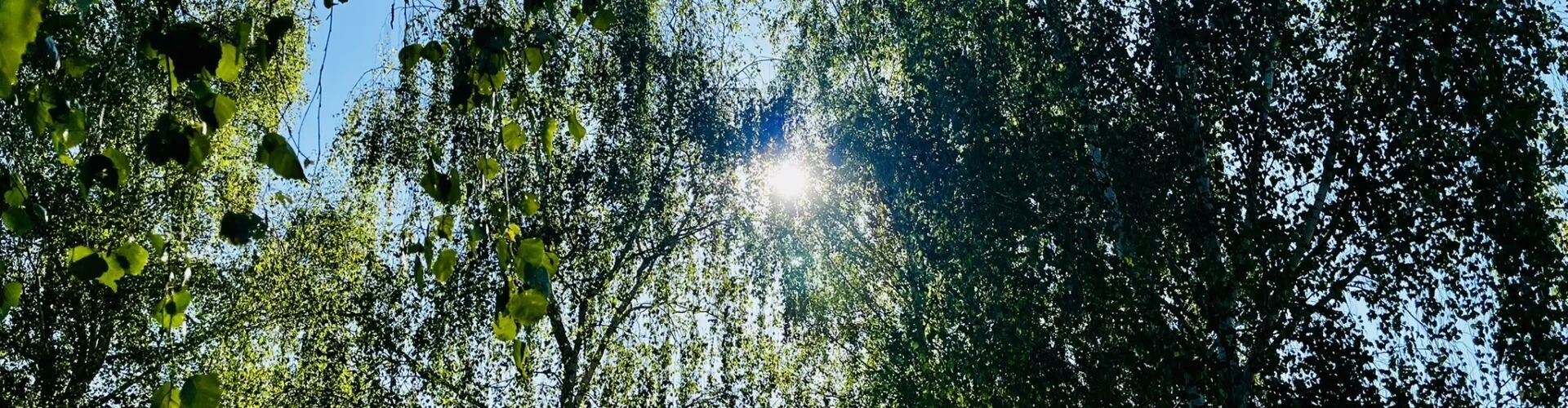 Bannerbild