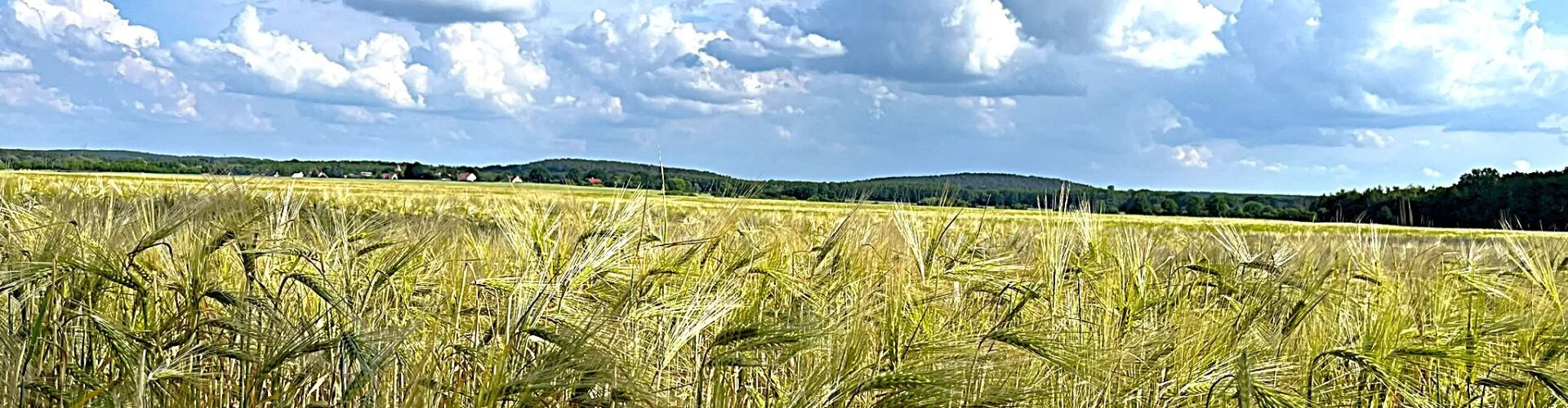 Bannerbild