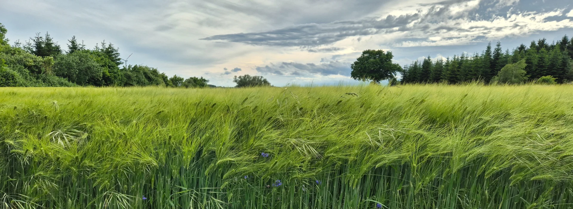 Blick auf ein Gerstenfeld. Foto: Stadt Pritzwalk