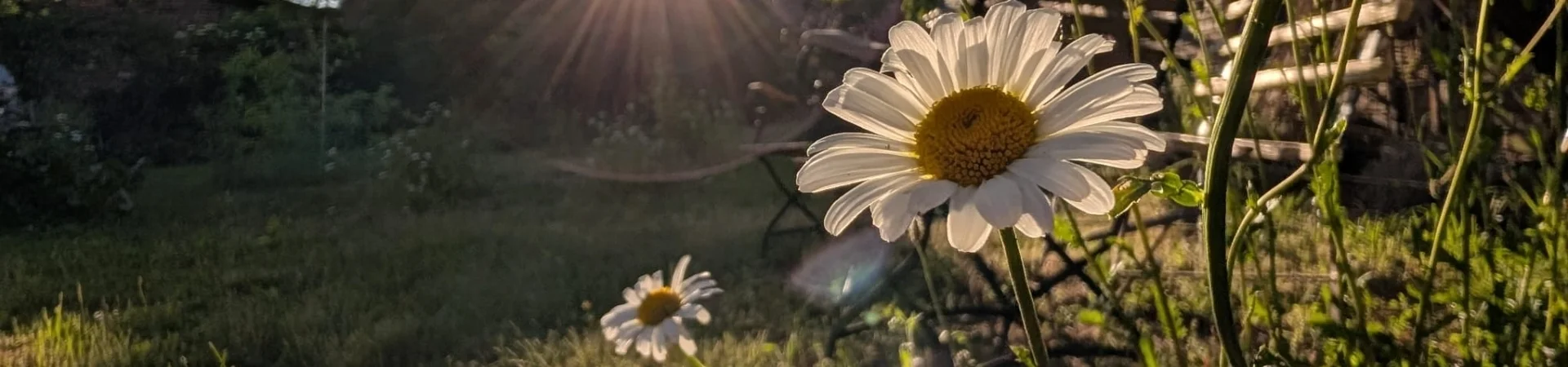 Bannerbild