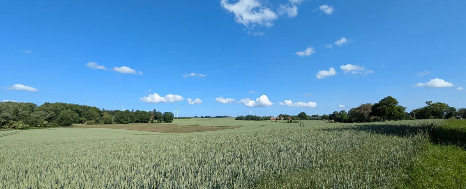 Weites Getreidefeld mit grünen Ähren unter einem strahlend blauen Himmel. Am Horizont sind Baumgruppen, kleine Waldstücke und einzelne Gebäude zu sehen. Einige weiße Wolken ziehen über die offene Landschaft. Rechts verläuft ein Grasstreifen entlang des Fe