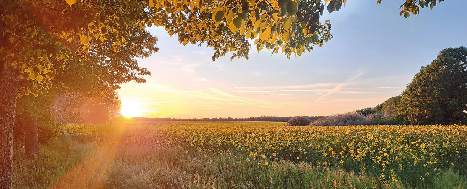 Sonnenuntergang über einem gelb blühenden Rapsfeld. Im Vordergrund stehen hohe Gräser, links rahmen Bäume die Szene ein. Die tief stehende Sonne wirft warmes goldenes Licht über die Landschaft und erzeugt Lichtreflexe. Im Hintergrund begrenzen Baumreihen 