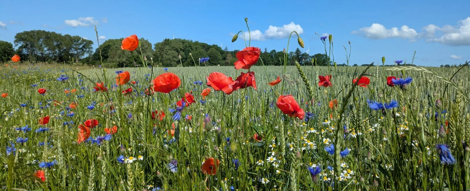 Blühender Ackerrand mit roten Mohnblumen, blauen Kornblumen und weißen Wildblumen in einem Getreidefeld. Im Hintergrund verläuft eine Baumreihe unter einem strahlend blauen Himmel mit wenigen weißen Wolken. Die Szene wirkt sommerlich, farbenfroh und natur