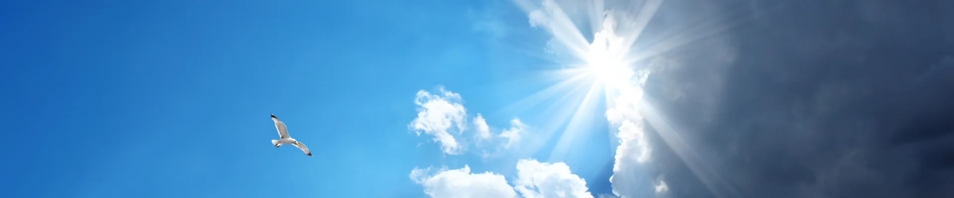 Bannerbild