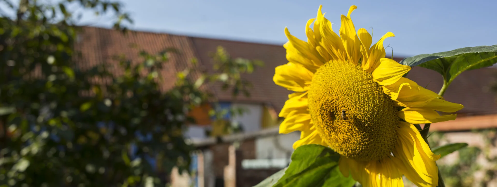 Bannerbild