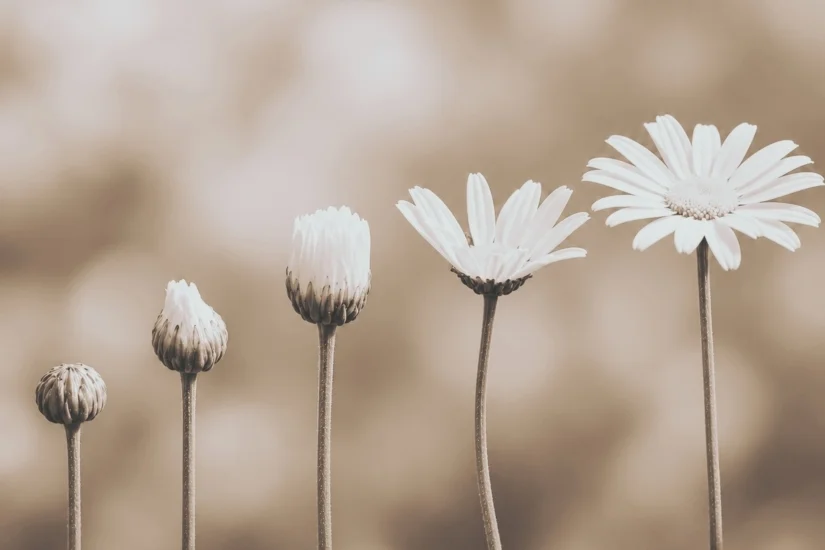Bannerbild