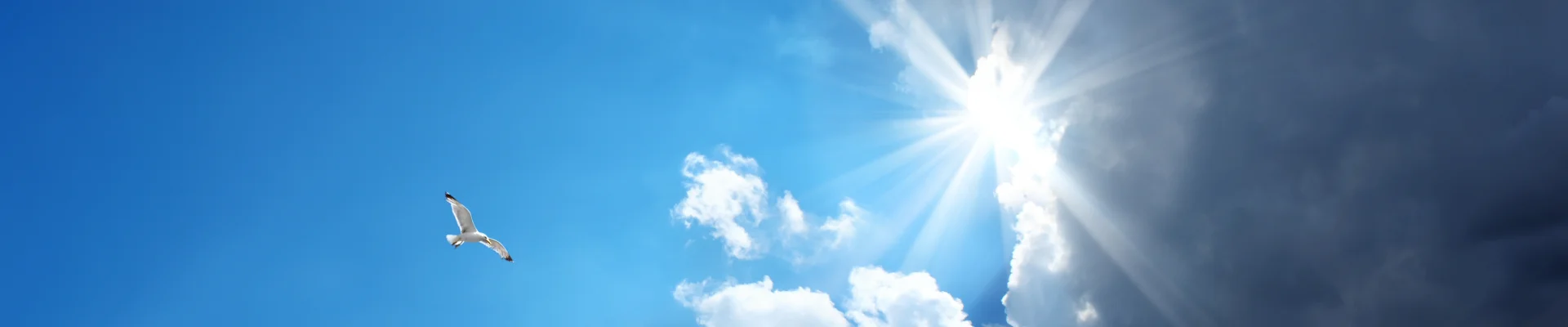 Bannerbild