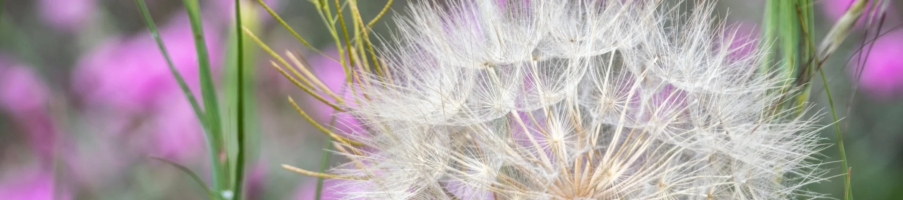 Bannerbild