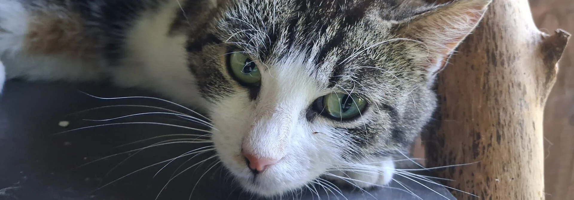 Bannerbild