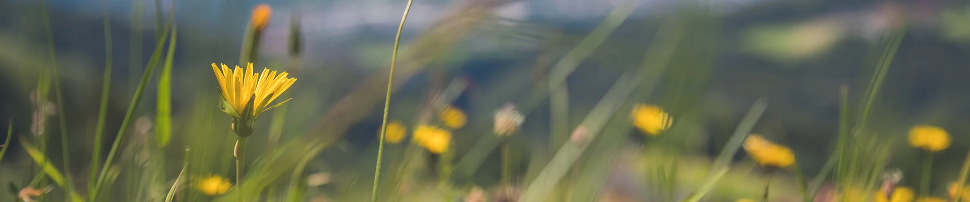 Bannerbild