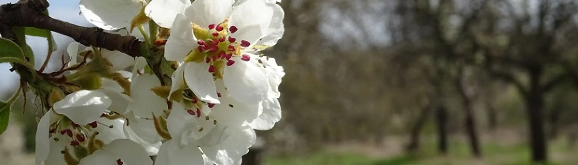 Birnenblüte
