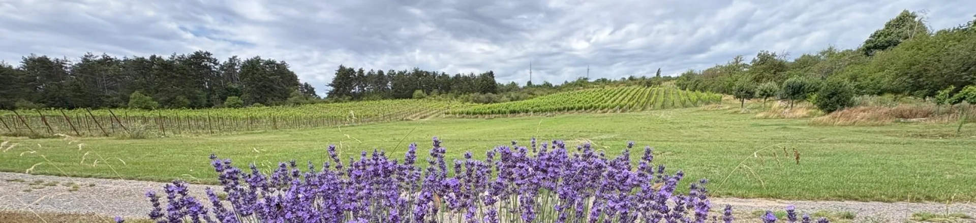 Im Hintergrund sieht man einen Weinberg, im Vordergrund Lavendel in Vollblüte