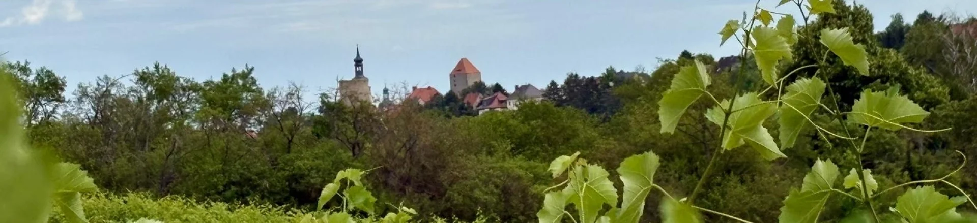 Im Hintergrund sieht man die Burg Querfurt, im Vordergrund Weinranken