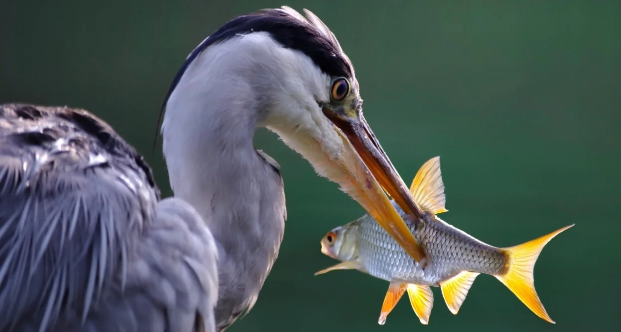 Bannerbild