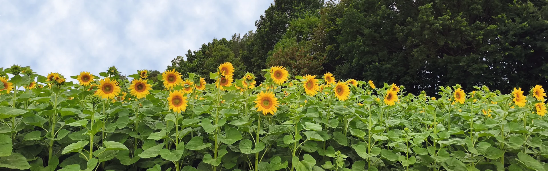 Sonnenblumen Beiersdorf | zur Startseite
