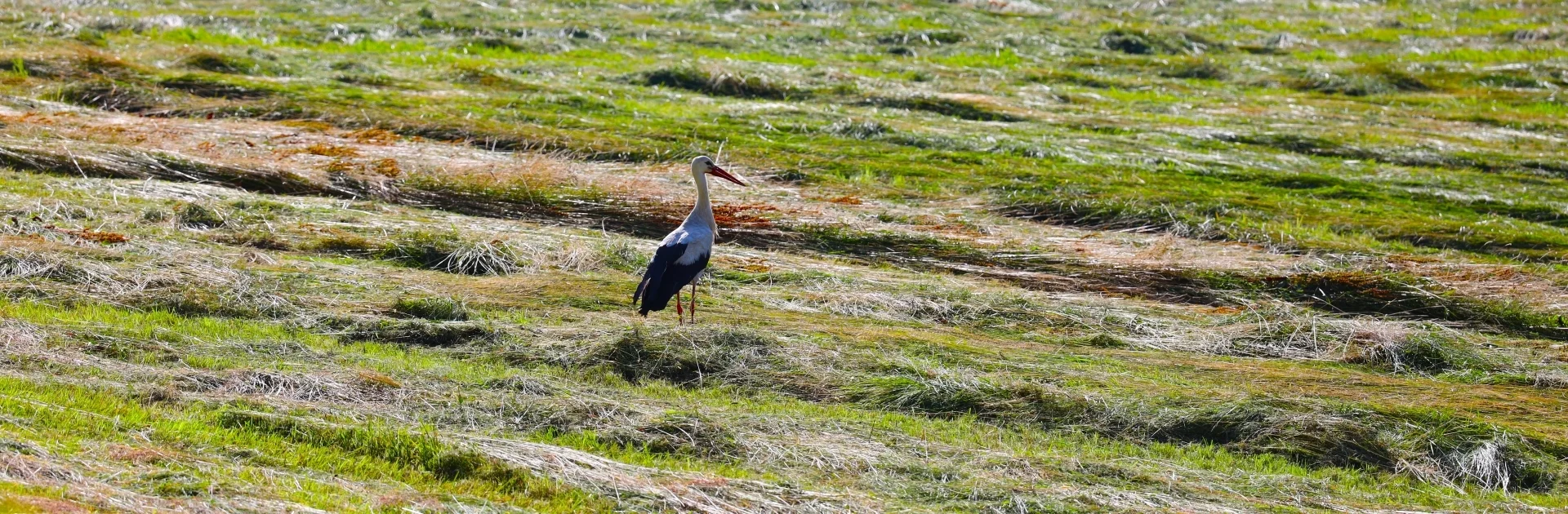 Storch auf gemähter Wiese