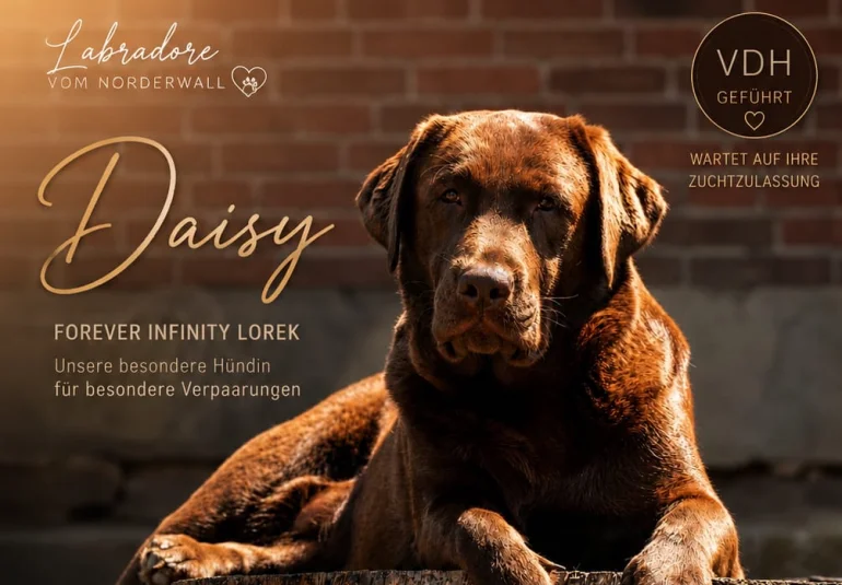 Daisy