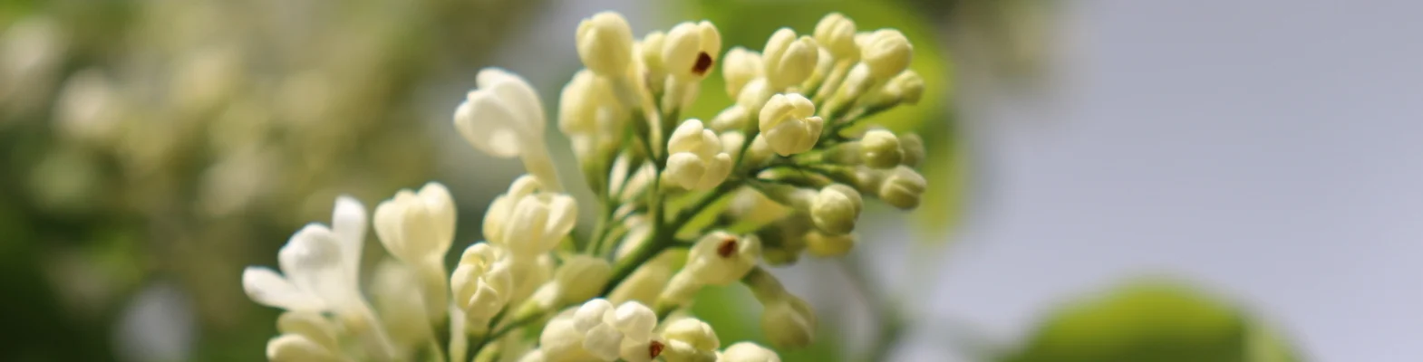 Bannerbild