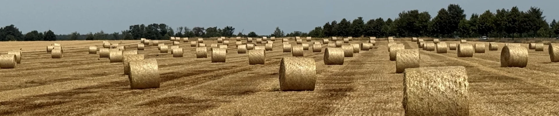 Bannerbild