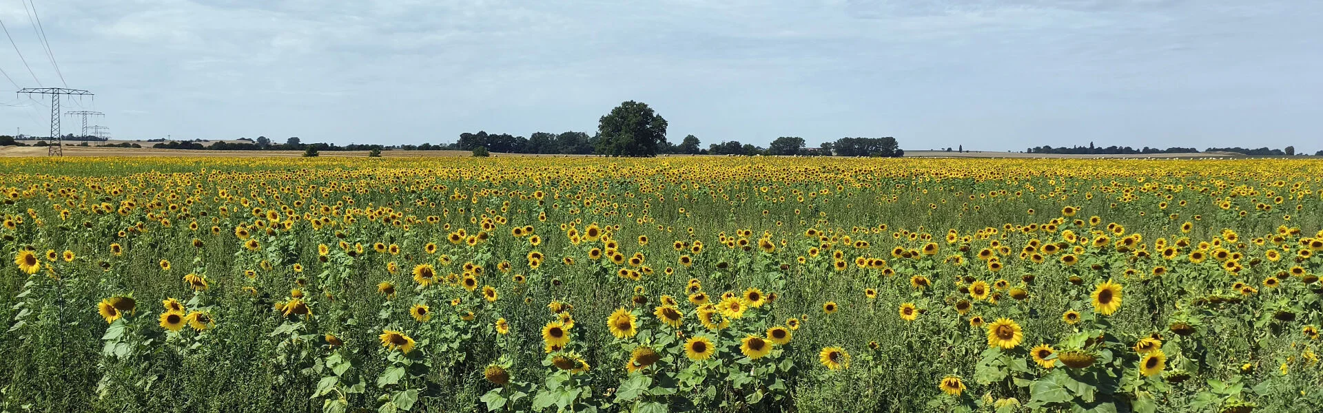Sonnenblumenfeld Richtung Reinersdorf von Kalkreuth Juli 2026 | zur Startseite