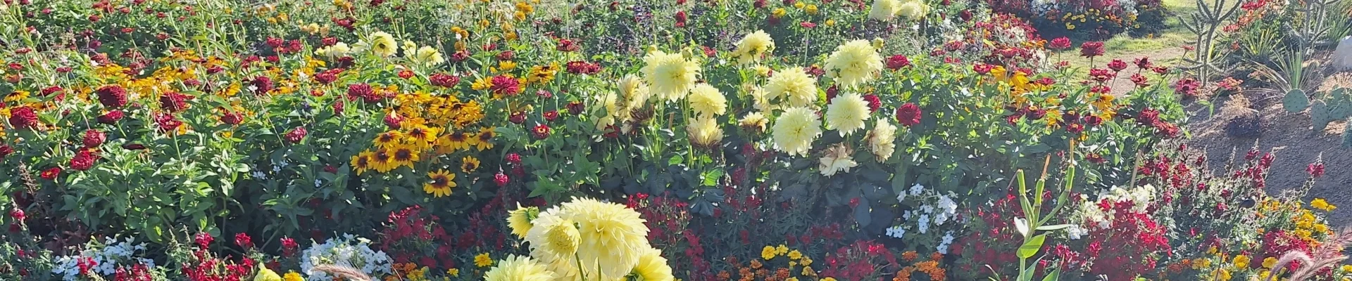 Bannerbild