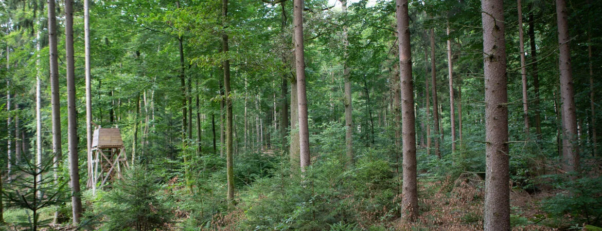 Bannerbild