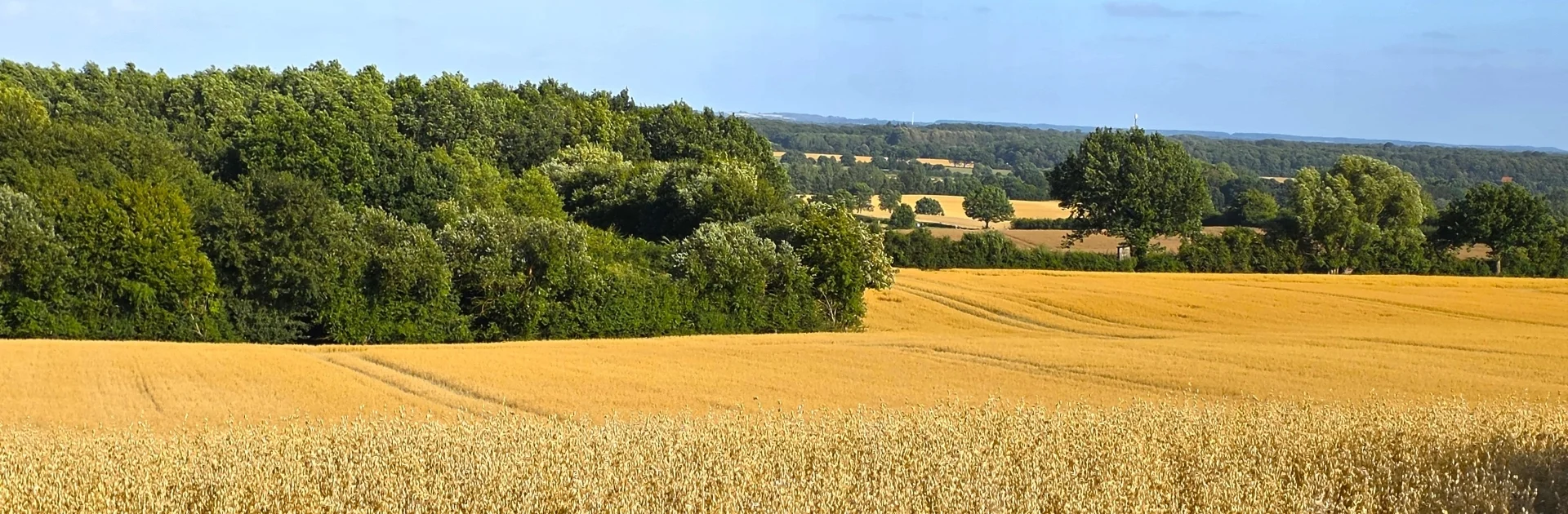 Vorne Hafer - Blick über Felder und Wald